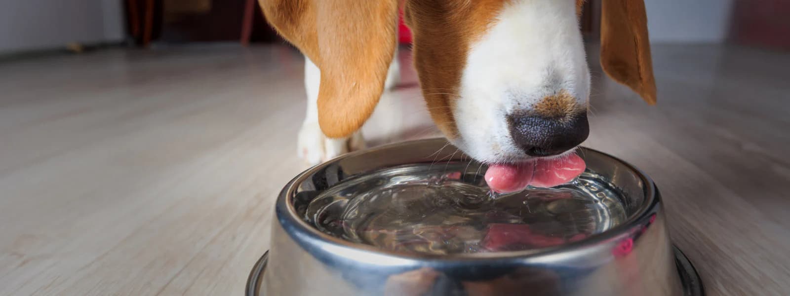 Purified Water for Pets: Which Water Should Cats and Dogs Drink?